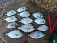 Ходовая охота за карасём: горбыль на первом забросе и 50% сходов на ветру