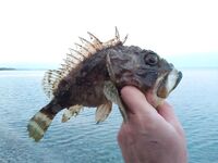 Немецкая балка: штиль и прозрачная вода, ерш под 400 г и пару драконов