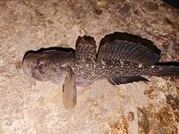 Ночная рыбалка у дна: ставрида бастует, горбыль и скорпена спасают выезд