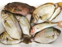 Новомихайловка: фитопланктон и прозрак 2–3 м, ласкирь с икрой — рыба как в анабиозе