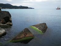 Новомихайловка: фитопланктон и прозрак 2–3 м, ласкирь с икрой — рыба как в анабиозе