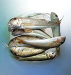 Новомихайловка: фитопланктон и прозрак 2–3 м, ласкирь с икрой — рыба как в анабиозе