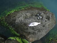 Новомихайловка: фитопланктон и прозрак 2–3 м, ласкирь с икрой — рыба как в анабиозе