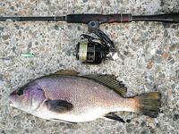 Новомихайловка: фитопланктон и прозрак 2–3 м, ласкирь с икрой — рыба как в анабиозе