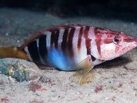 Опознание трофея: «каменный окунь» — короткая пометка для фото и заметок