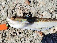 Новофёдоровка, пирс: морской дракон и ставрида, ночью — стрейч glow, к утру — самодур