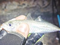 Новофёдоровка, пирс: морской дракон и ставрида, ночью — стрейч glow, к утру — самодур