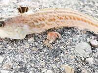 Новофёдоровка, пирс: морской дракон и ставрида, ночью — стрейч glow, к утру — самодур