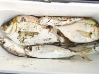 После штормов и смерчей: с бун крупной нет, с опорки тяжело — минус горбыль и караси