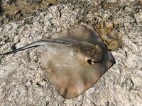 Буны утром: барабулька в основном мелкая, на последнем забросе — поклёвка дня