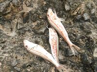 Буны утром: барабулька в основном мелкая, на последнем забросе — поклёвка дня