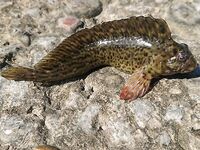 Буны утром: барабулька в основном мелкая, на последнем забросе — поклёвка дня