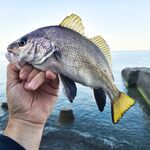 Окно с 5 до 6: колебалка 3 г и маракью сделали дело — разнорыбица в темпе