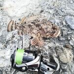 Окно с 5 до 6: колебалка 3 г и маракью сделали дело — разнорыбица в темпе