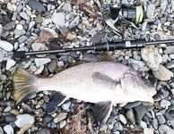 Окно с 5 до 6: колебалка 3 г и маракью сделали дело — разнорыбица в темпе