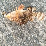 Вопрос по точке и темпу: сколько пауз давать сегодня на каменном участке дна?