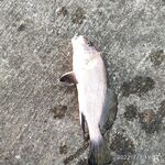 План на сегодня: какой участок берега проверить первым и что поставить на старте?