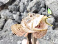 Орджоникидзе, Агатовый пляж: булер по дну — клёв на каждом забросе, пелагика рано