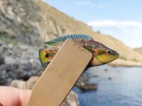 Орджоникидзе, Агатовый пляж: булер по дну — клёв на каждом забросе, пелагика рано