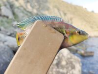 Орджоникидзе, Агатовый пляж: булер по дну — клёв на каждом забросе, пелагика рано