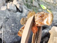 Орджоникидзе, Агатовый пляж: булер по дну — клёв на каждом забросе, пелагика рано