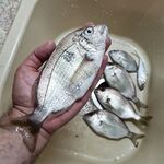 С 5 до 6 утра: карась капризничает, железо и резину отверг — взял только маракью