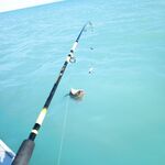 Трофей сфоткал и отпустил: без багорика и ведра рисковать лодкой не стал