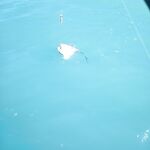 Трофей сфоткал и отпустил: без багорика и ведра рисковать лодкой не стал