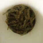 Наживка поймана: выхожу в 5 утра — какой рельеф проверить первым сегодня?