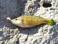 Неделя в «ГелнДЖИГе»: Голубая бухта, ловлю утром и вечером — режим найден