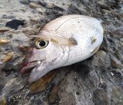 Неделя в «ГелнДЖИГе»: Голубая бухта, ловлю утром и вечером — режим найден