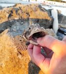 Вечерний сет: карась сдёргивал Marukyu, к закату подошла скорпена и «краб-пленник»