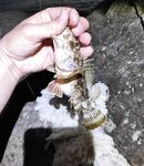 Вечерний сет: карась сдёргивал Marukyu, к закату подошла скорпена и «краб-пленник»