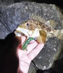 Вечерний сет: карась сдёргивал Marukyu, к закату подошла скорпена и «краб-пленник»