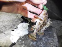 Вечерний сет: карась сдёргивал Marukyu, к закату подошла скорпена и «краб-пленник»