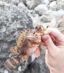 Закат и темнота активизировали: одна уколола при «сальто», пощипало и прошло