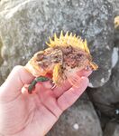 Закат и темнота активизировали: одна уколола при «сальто», пощипало и прошло