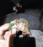 Закат и темнота активизировали: одна уколола при «сальто», пощипало и прошло