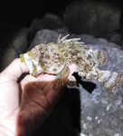 Закат и темнота активизировали: одна уколола при «сальто», пощипало и прошло