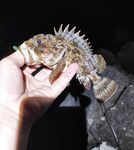 Закат и темнота активизировали: одна уколола при «сальто», пощипало и прошло