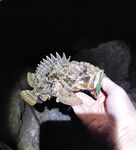 Закат и темнота активизировали: одна уколола при «сальто», пощипало и прошло