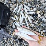 С 3:30 до рассвета: фонарь, 0.7 г и аджимастер стрейч; крупная стояла в 2 м