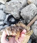 Вечером клёв слабый: три ерша, но эмоции те же — выезд засчитан