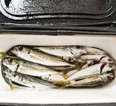 С 3:00 до 4:30, 0.7 г и экогир: сначала каприз, потом расклевалась