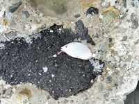 С 4:30 до 7, 1 г и силикон: фрикцион пел, хвостов откушено море — что делать