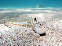 Осторожно, корона на спине и жабры: главная опасность у этой рыбы