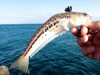 Осторожно, корона на спине и жабры: главная опасность у этой рыбы