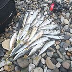 Предрассветный час: 0.7 г и силикон от 34-й, ставрида заметно «жиреет»