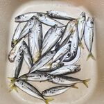 Предрассветный час: 0.7 г и силикон от 34-й, ставрида заметно «жиреет»