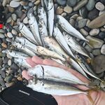 Предрассветный час: 0.7 г и силикон от 34-й, ставрида заметно «жиреет»